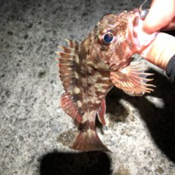 とある波止場のライトゲーム