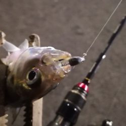 アジング 練習 134