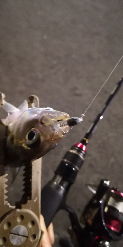 アジング 練習 134