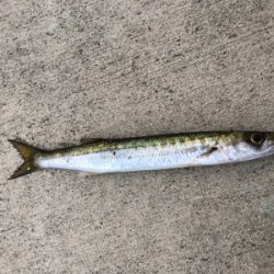 ジグサビキでアジからの(о´∀`о)