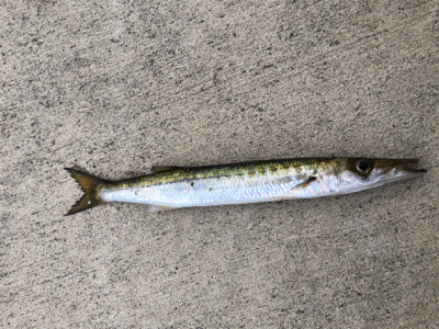 ジグサビキでアジからの(о´∀`о)