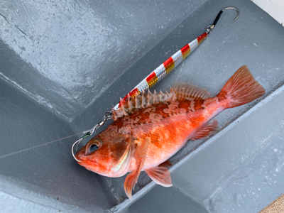 丹後沖ジギング