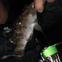 メバル今週は厳しかった!?