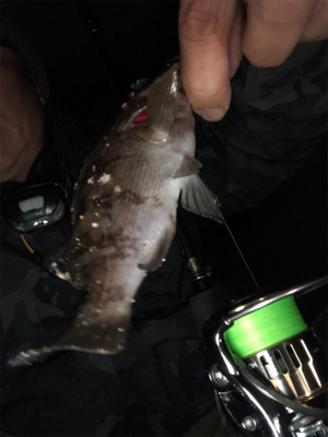 メバル今週は厳しかった!?