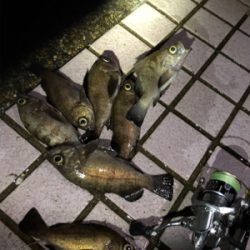 携帯水没後の徹メバリング