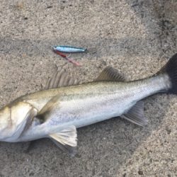 のんびりフィッシング