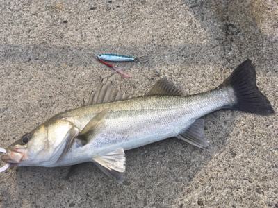 のんびりフィッシング