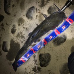 アメナマ初挑戦