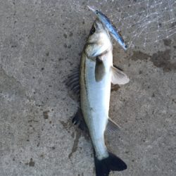 子バスフィッシング