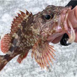 とある早朝のメバリング