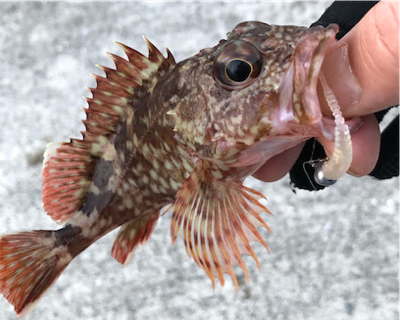 とある早朝のメバリング