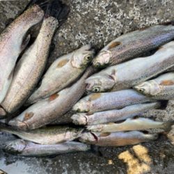 フライ&ルアーフィッシング