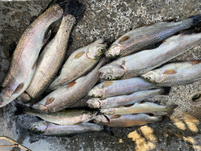 フライ&ルアーフィッシング