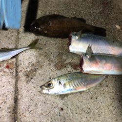 淡路島はパラダイス