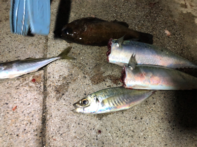 淡路島はパラダイス