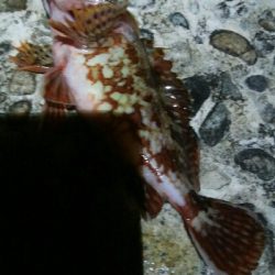 なんとか、カサゴ1匹