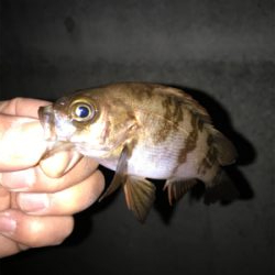 メバル、アジ釣果