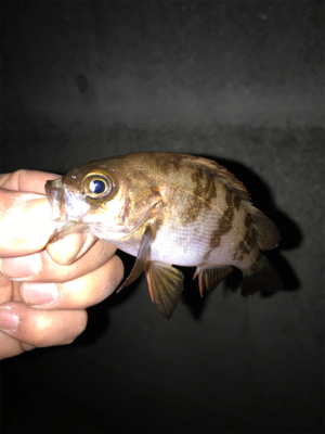 メバル、アジ釣果