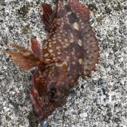 とあるガシラばかりのライトゲーム