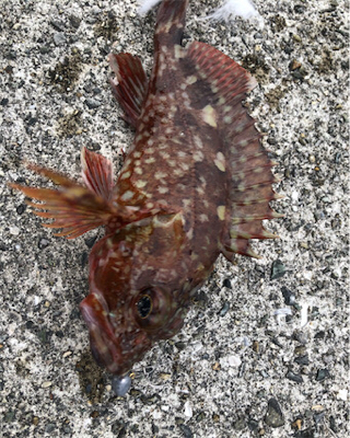 とあるガシラばかりのライトゲーム