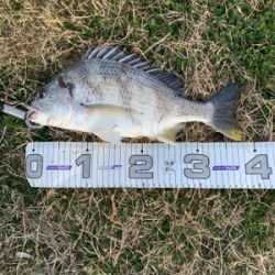 良い季節になってきました