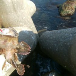 穴釣りでカサゴ1匹