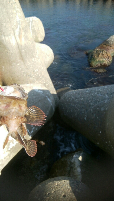 穴釣りでカサゴ1匹