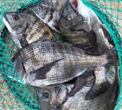 チヌフカセ爆釣!