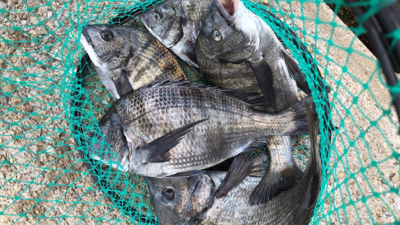 チヌフカセ爆釣!