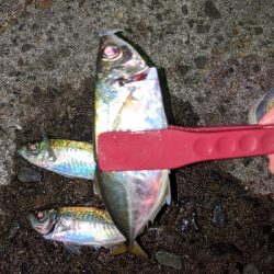 ここにも黄金アジ