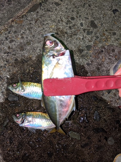 ここにも黄金アジ