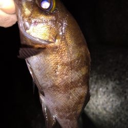 ナイトメバリング