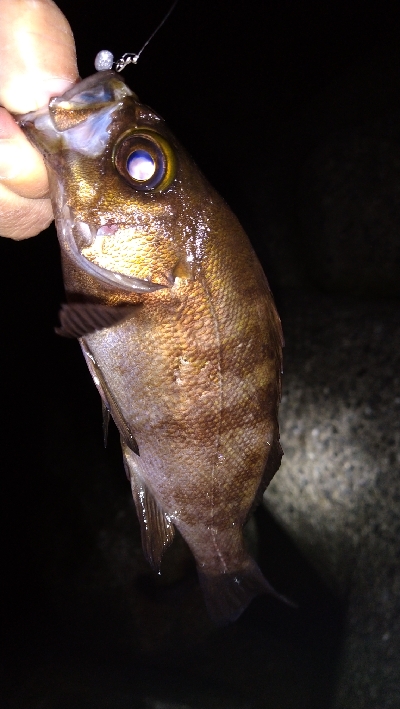 ナイトメバリング