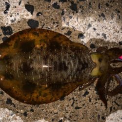 春イカシーズン