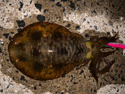 春イカシーズン