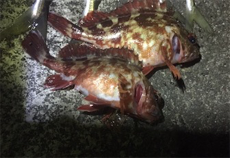 またまたアジング