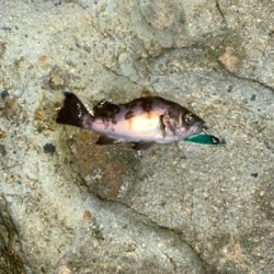 スーパームーン