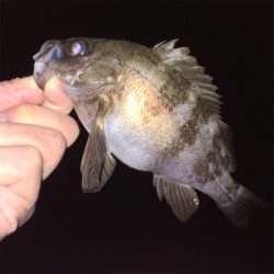 スーパームーンでメバリング