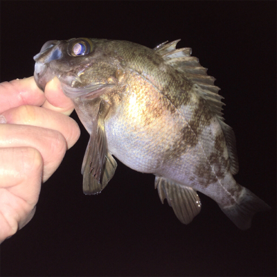 スーパームーンでメバリング