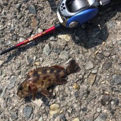 竿購入したので。