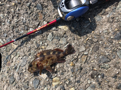 竿購入したので。