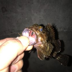 ガシラ、メバル