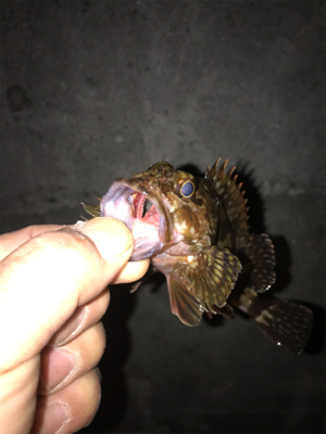 ガシラ、メバル