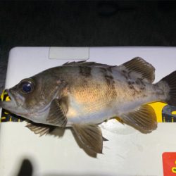 淡路島のメバルん