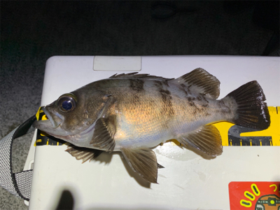 淡路島のメバルん