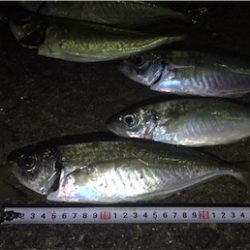 またまたアジング