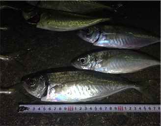 またまたアジング