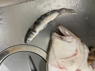 山元町　サーフ　ヒラメ