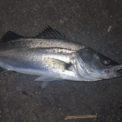 アジング 練習 135