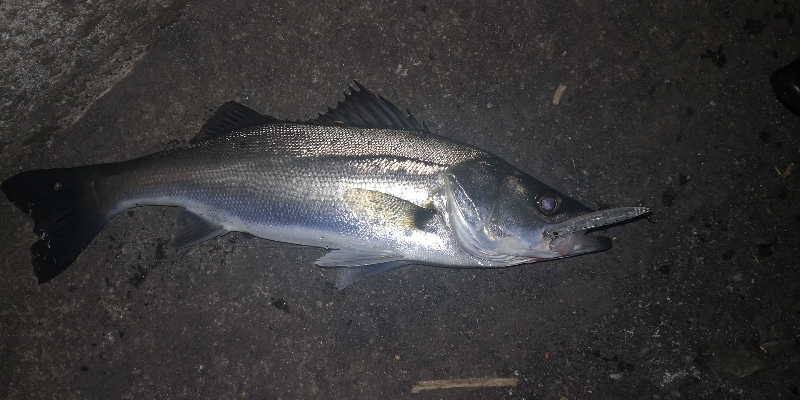 アジング 練習 135